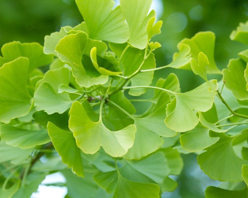 Ginkgo biloba - đây là một dạng chiết xuất từ lá cây của Bạch quả